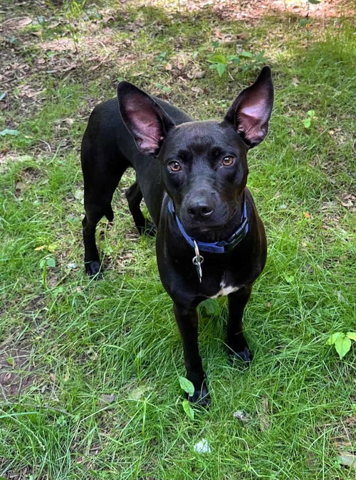 BRANDY - Terrier available for adoption