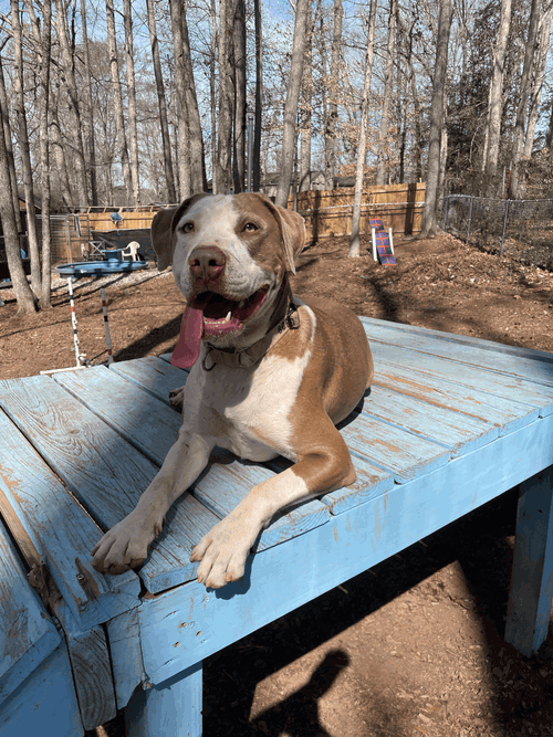 SAGE - Terrier available for adoption