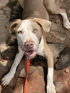 Sage - Photo 3