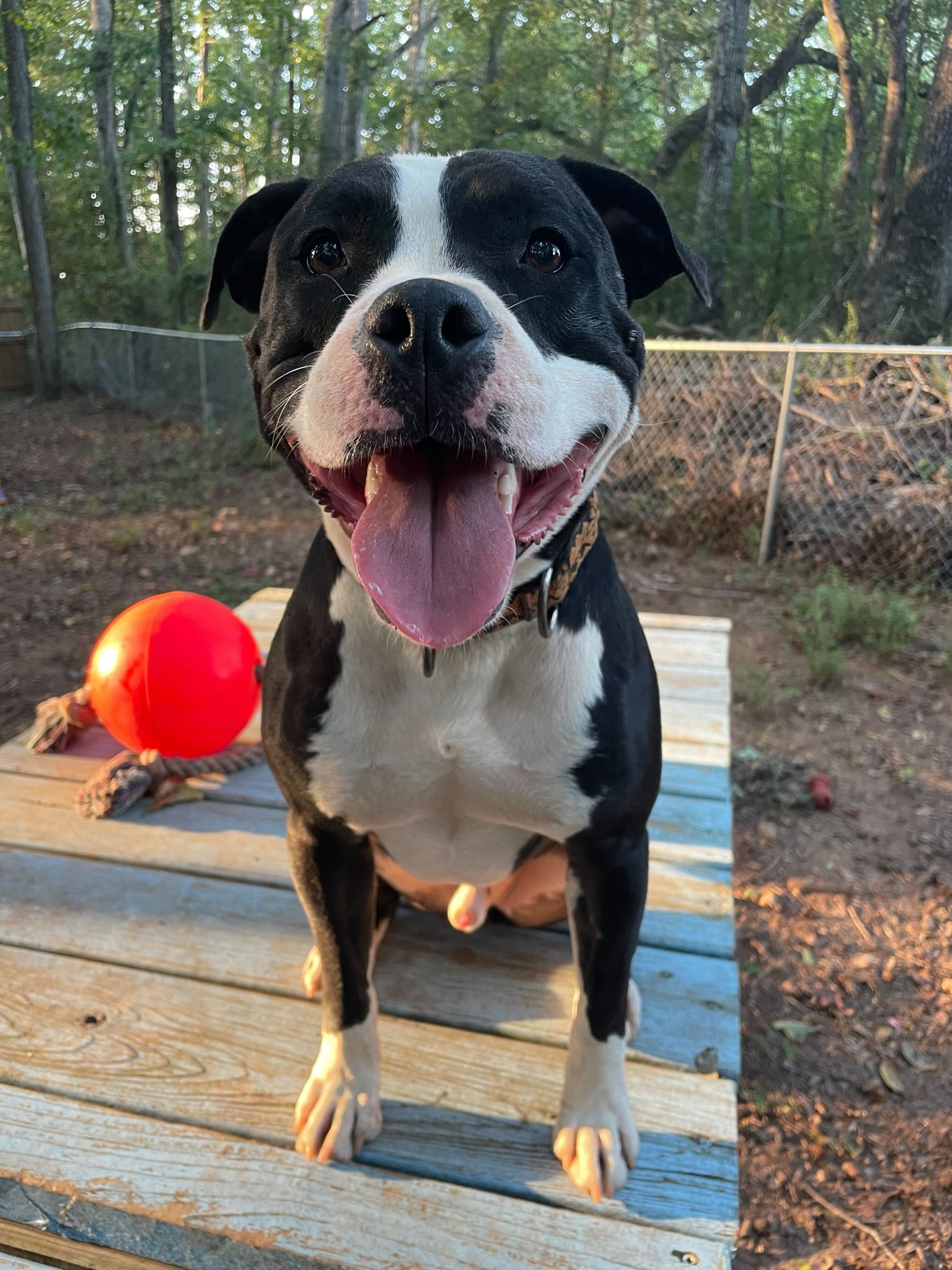 Domino Image