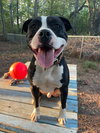 Domino - Photo 1