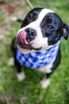 Domino - Photo 2