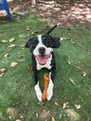 Domino - Photo 3