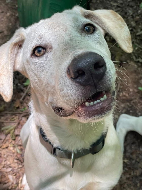picture of the dog needing adoption