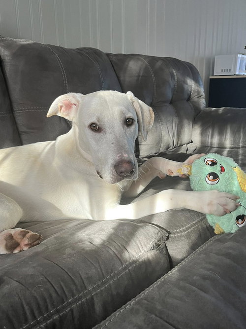 BOE - Retriever available for adoption