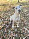 Pearl - Photo 1