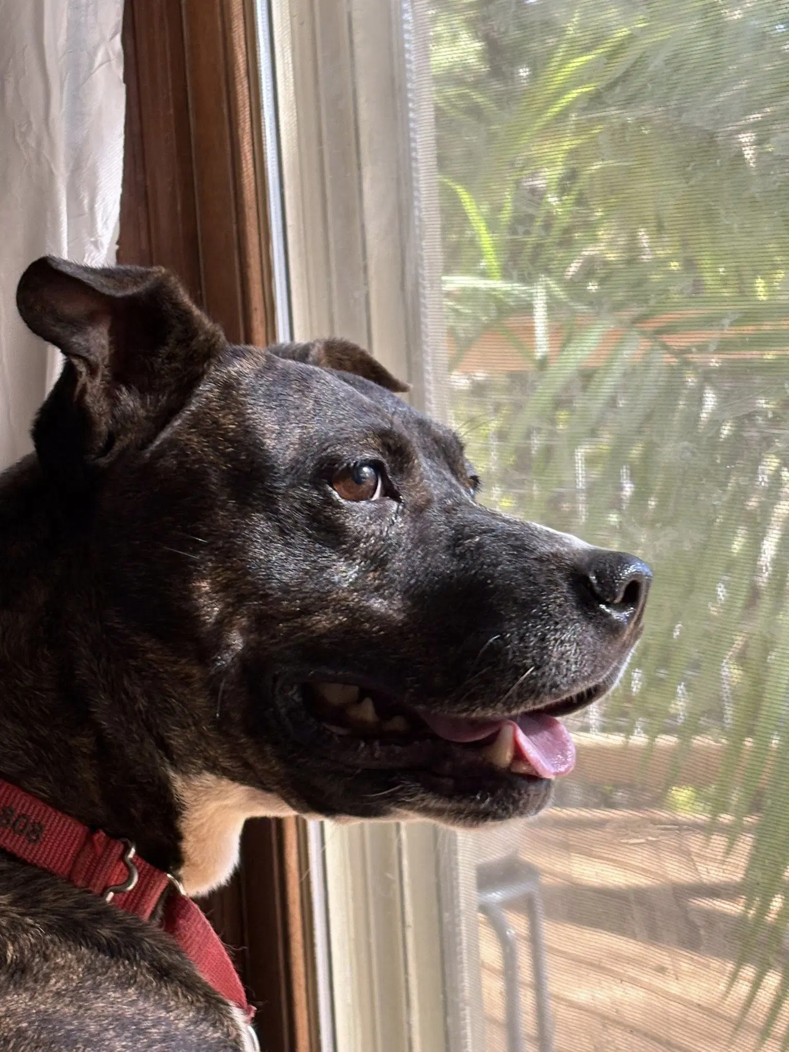Gigi image 3