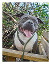 Sage - Photo 1