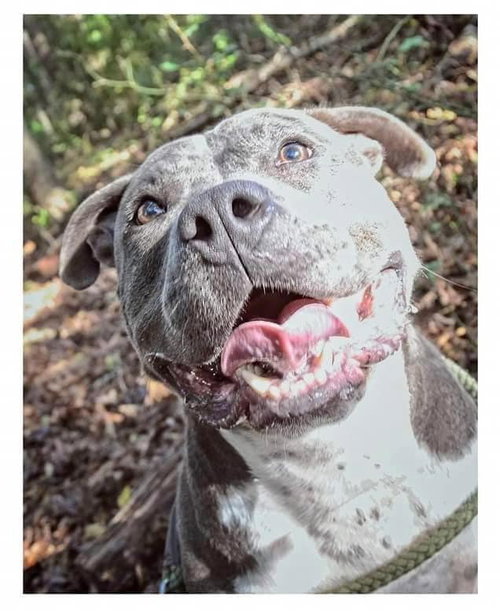 SAGE - Terrier available for adoption