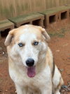 Loki - Photo 1