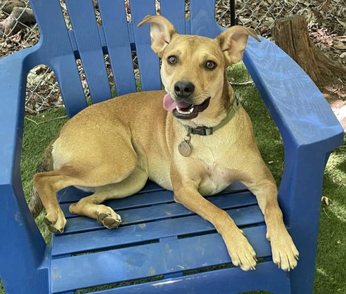 SUZIE - Terrier available for adoption
