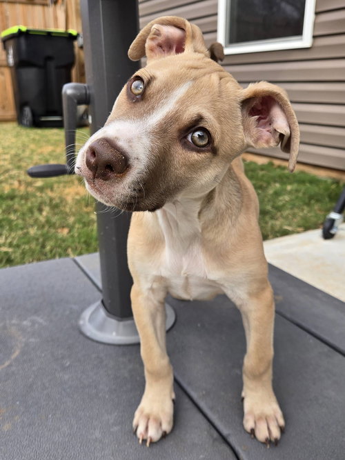 CARAMEL - Terrier available for adoption