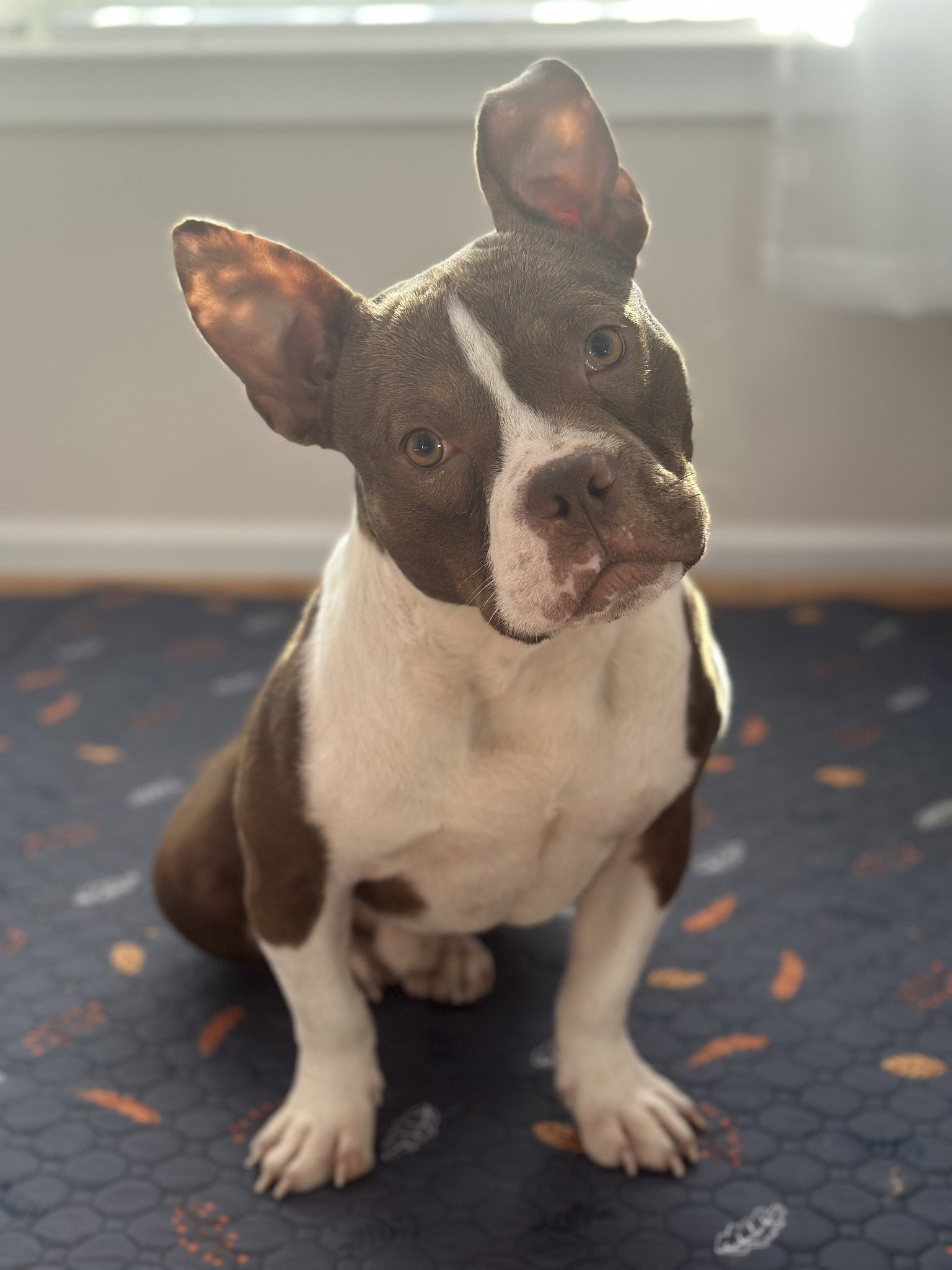 Pete Image