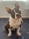 Pete - Photo 1