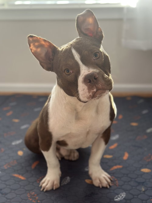 picture of the dog needing adoption
