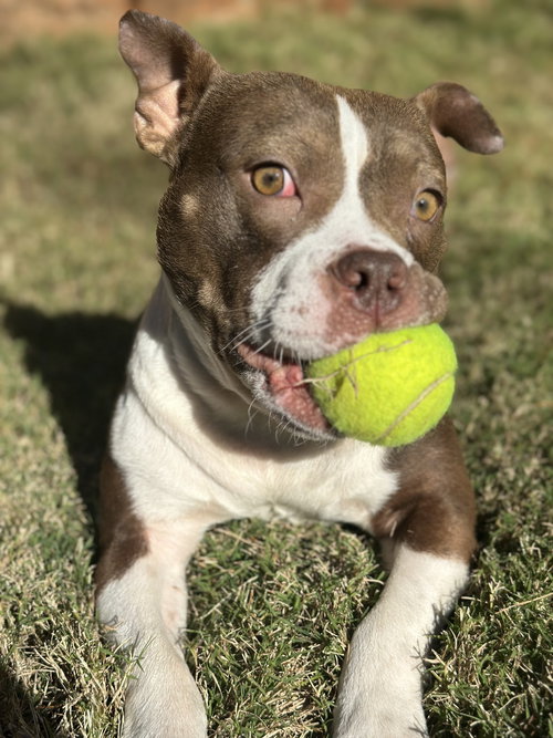 PETE - Terrier available for adoption
