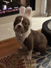 Pete - Photo 4