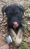 Kahlua - Photo 3