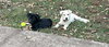Kahlua - Photo 4