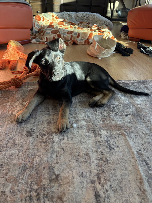 KAHLUA - Shepherd available for adoption