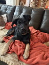 Kahlua - Photo 1