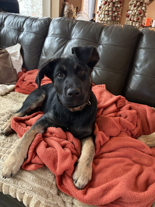 KAHLUA - Shepherd available for adoption