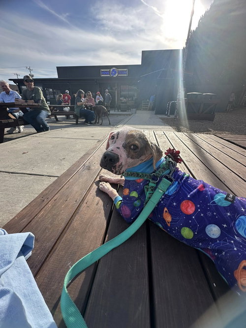 VESPER - Hound available for adoption