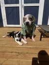 Vesper - Photo 4