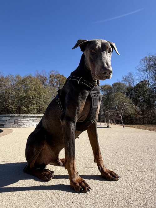 picture of the dog needing adoption