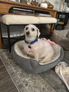 Howie - Photo 1