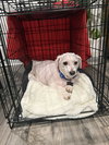 Howie - Photo 2