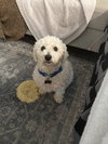 Howie - Photo 1