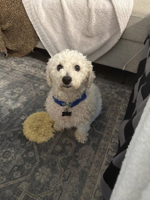 HOWIE - Maltese available for adoption