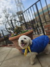 Howie - Photo 2