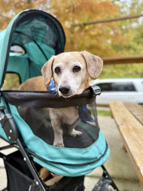 picture of the dog needing adoption