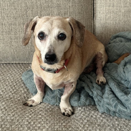 TUCKER - Dachshund available for adoption