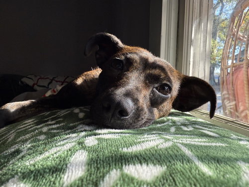 WINNIE - Terrier available for adoption