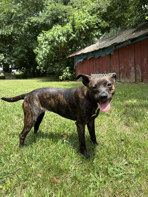 WINNIE - Terrier available for adoption