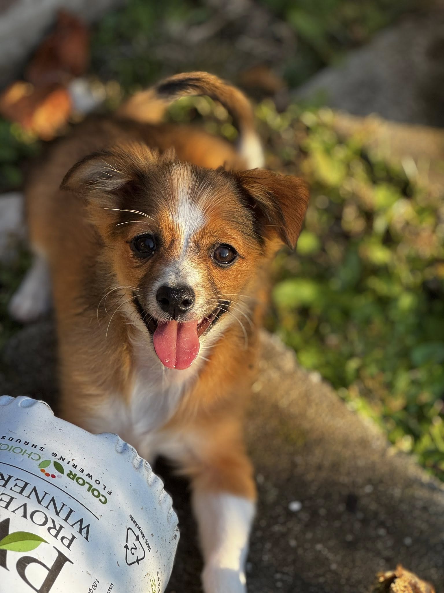 Pawlmer Image