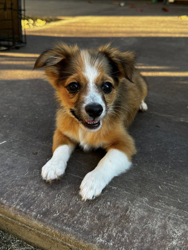 Pawlmer