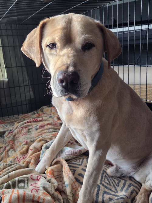 CLANCY - Labrador Retriever available for adoption