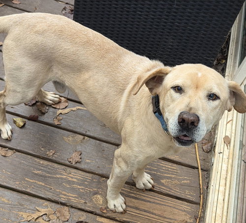 CLANCY - Labrador Retriever available for adoption
