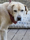 Clancy - Photo 3