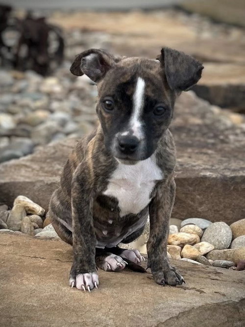 MAPLE - Terrier available for adoption