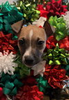 Maple - Photo 4
