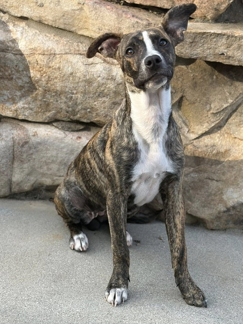MAPLE - Terrier available for adoption