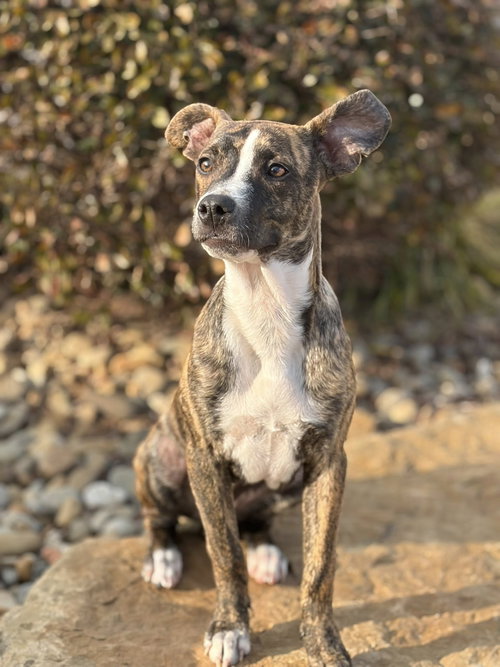MAPLE - Terrier available for adoption