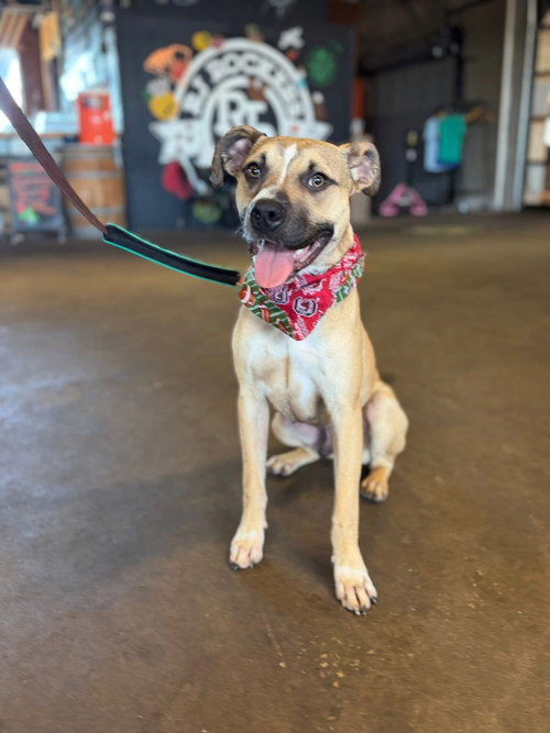 ACORN - Terrier available for adoption