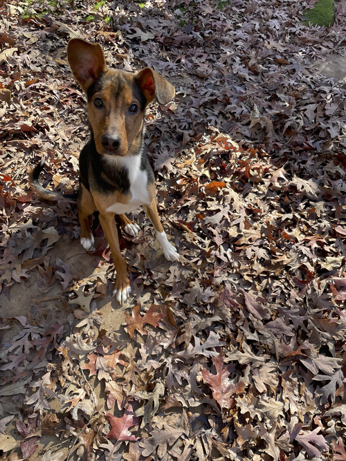 RALPHIE - Terrier available for adoption