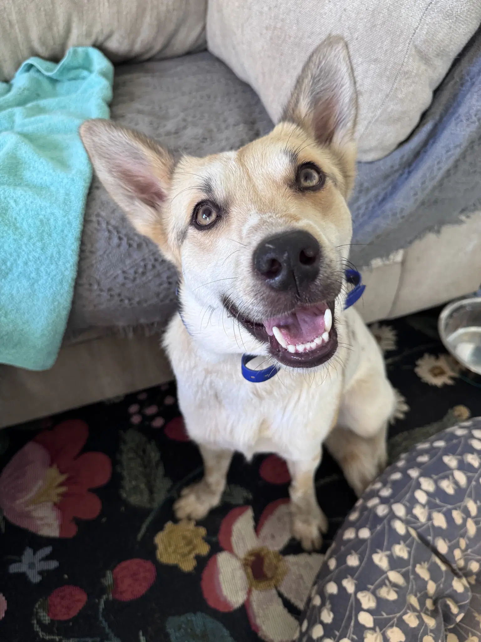 Mollywobbles - Australian Cattle Dog/Blue Heeler